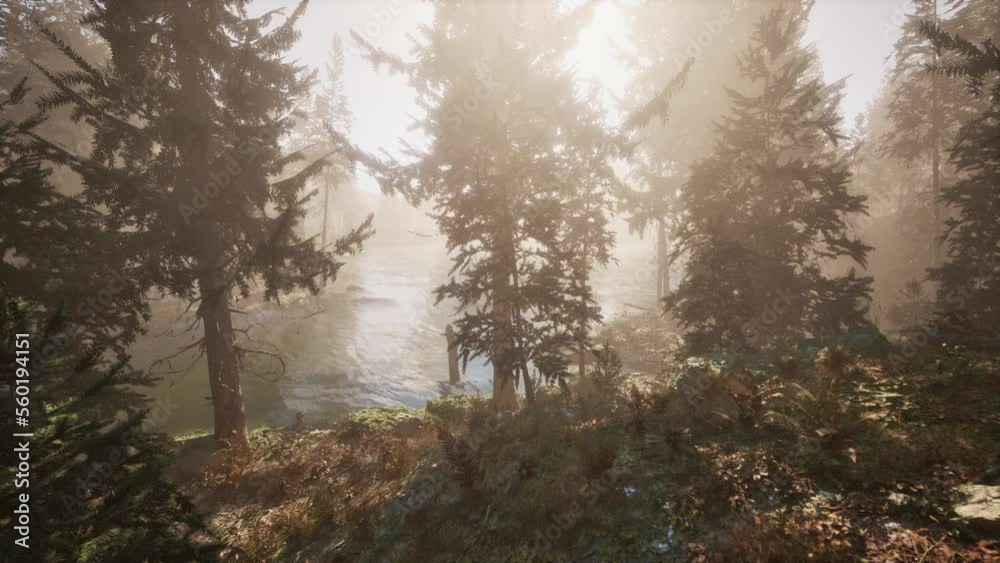 Sunlight entering autumn coniferous forest on a misty morning Sunlight entering autumn coniferous forest on a misty morning