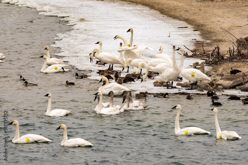 Wild Trumpeter Swans  (Cygnus buccinator), the heaviest living bird native to North America,  in Toronto’s Outer Harbour. The species of swan was virtually extinct in 1933 