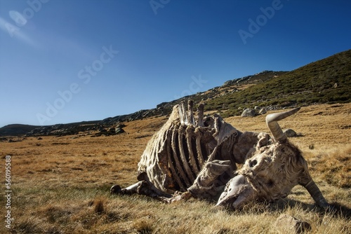 Cow carcass rests on a dry river bed after being eaten by vultures, Sierra de Gredos, Spain