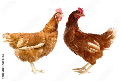 Obraz na płótnie chicken on transparent background