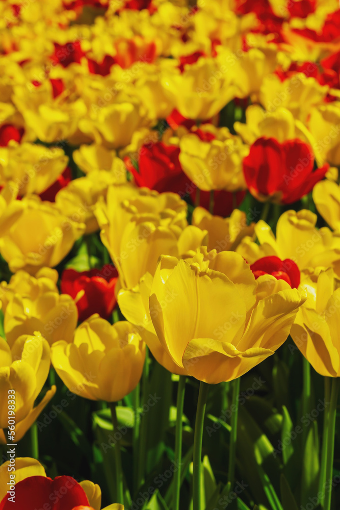 Field of tulip flowers in Gulhane park (Istanbul, Turkey) in springtime. Nature floral backgound. Yellow and red colour. Vertical, top view Field of tulip flowers in Gulhane park (Istanbul, Turkey) in springtime. Nature floral backgound. Yellow and red colour. Vertical, top view