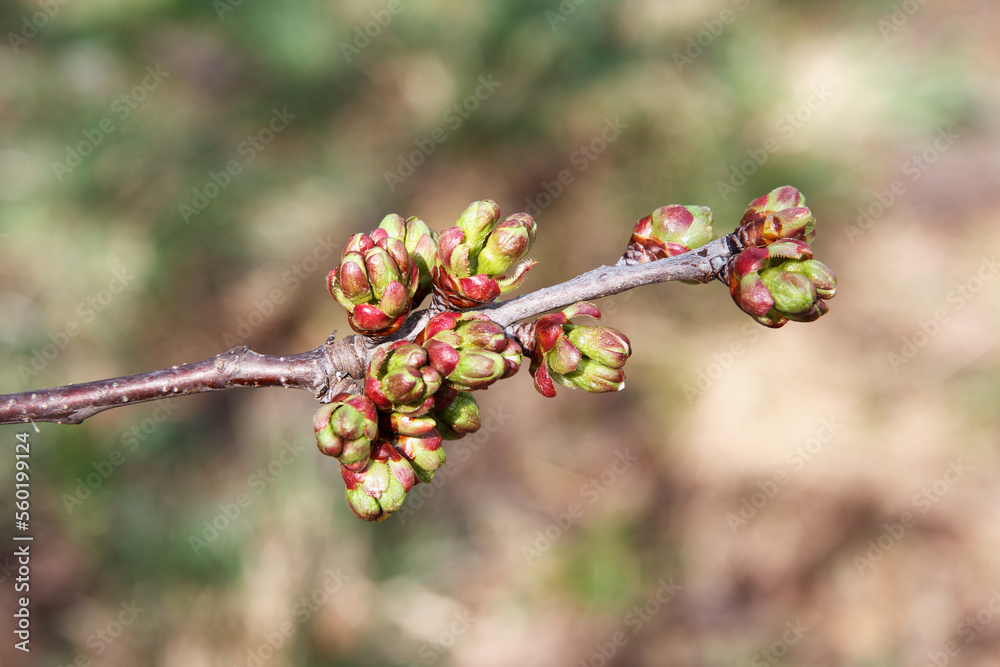 Early spring, buds swelled and spreads first leaves of fruit tree, red cherry Early spring, buds swelled and spreads first leaves of fruit tree, red cherry