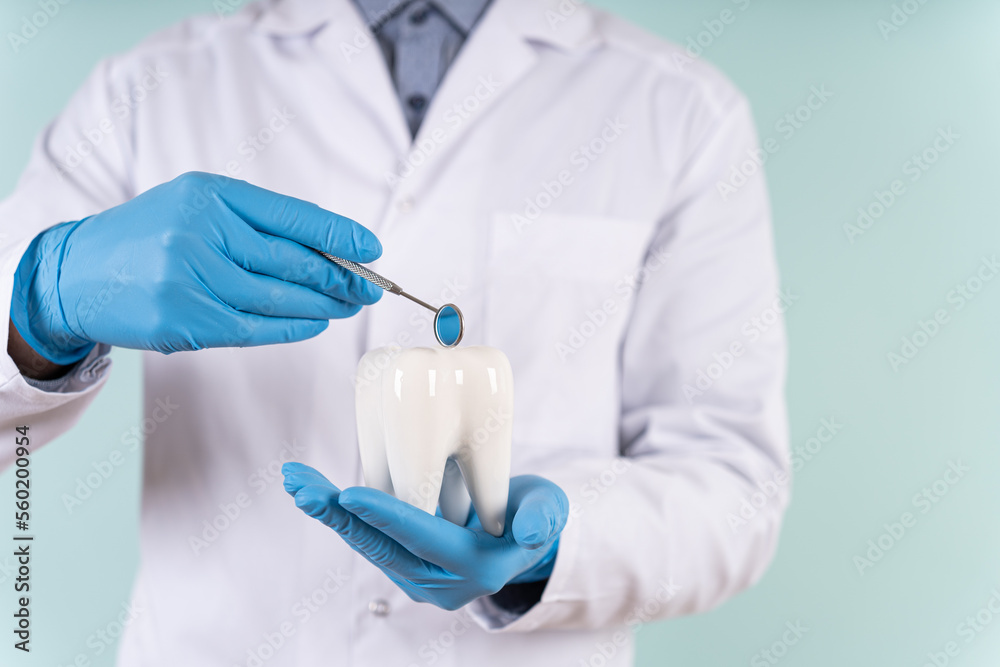 Fototapeta premium Teeth care and whitening, dental treatment, tooth extraction, implant concept. Hygienist, orthodontist. Dental clinic special offer. A male dentist holds a healthy tooth model in his hands. Close up.