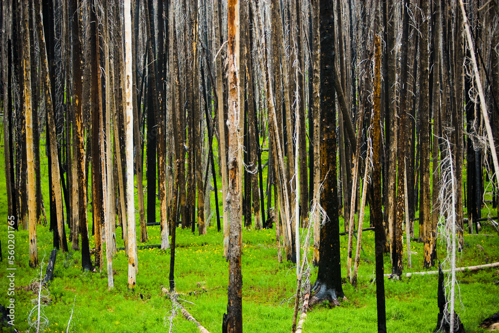 Obraz premium A forest with green grass and standing dead trees recovering from a fire near Sylvan Pass in Yellowstone National Park, Wyoming.