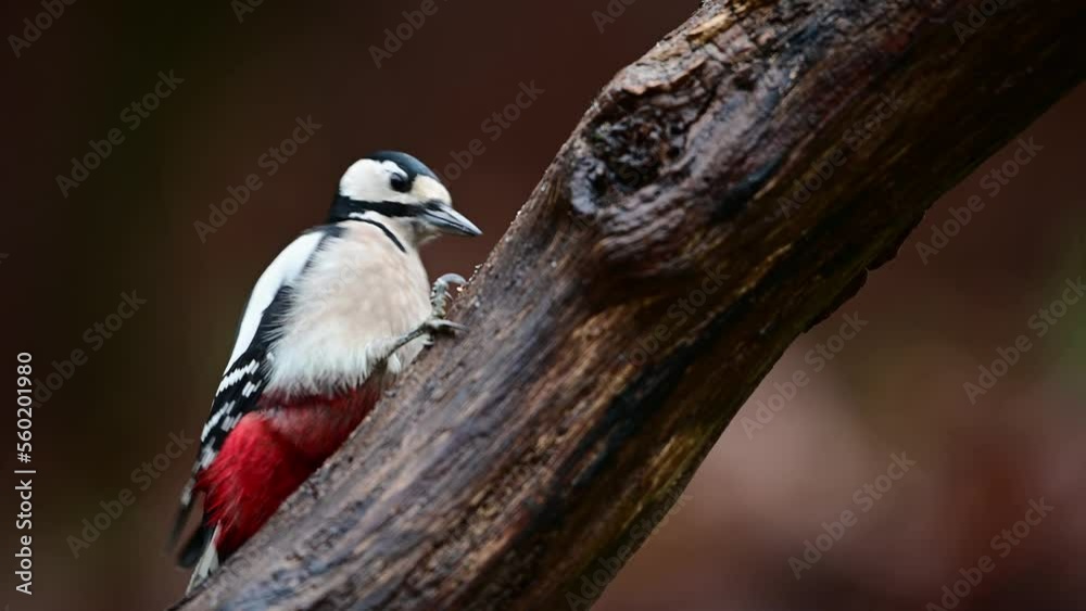 Great spotted woodpecker male sitting on a dead branch and pecking on a hazelnut at a woodpecker forge, november, north rhine westphalia, (dendrocopos major), germany Great spotted woodpecker male sitting on a dead branch and pecking on a hazelnut at a woodpecker forge, november, north rhine westphalia, (dendrocopos major), germany