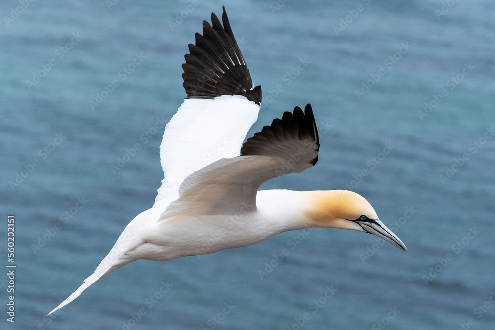 Obraz premium Basstölpel-Kolonie auf Helgoland