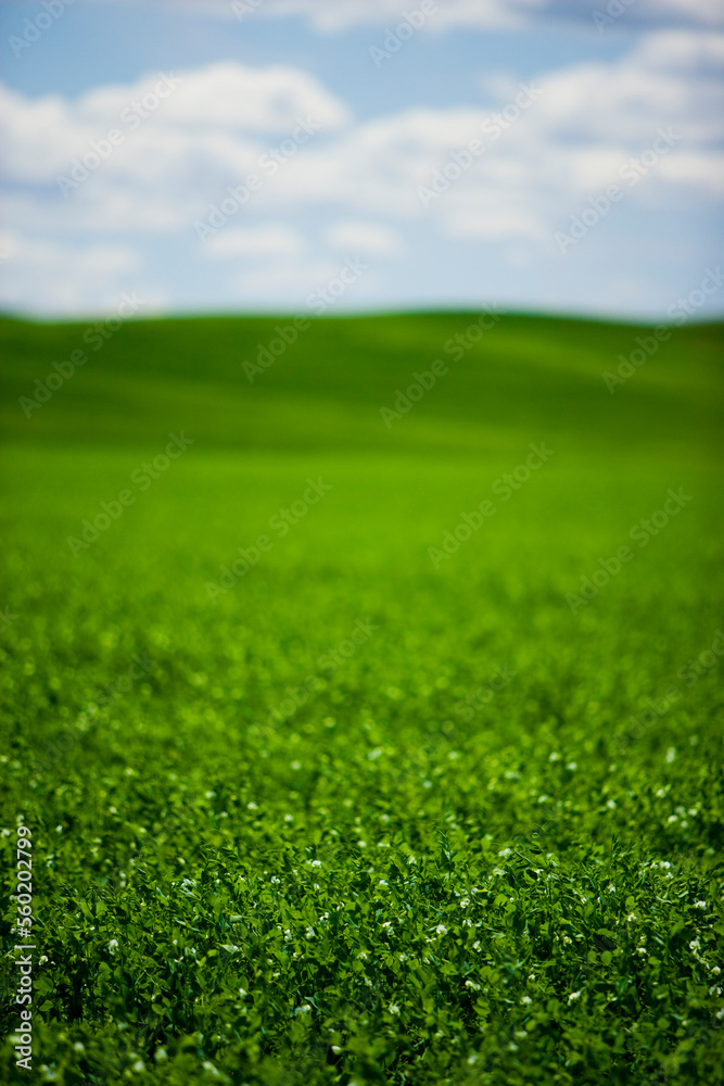 Green farm fields sit in contrast to blue skies and puffy white clouds.