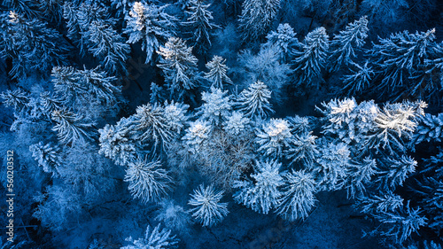 blue texture winter landscape trees