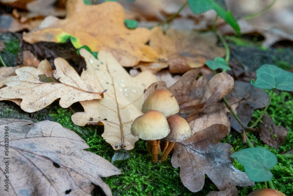 sulphur tuft or clustered woodlover a common woodland mushroom growing amongst moss fallen autumn leaves and ivy sulphur tuft or clustered woodlover a common woodland mushroom growing amongst moss fallen autumn leaves and ivy