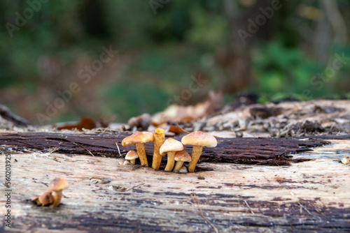 golden bootleg mushrooms growing on an old tree trunk photo