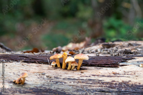 golden bootleg mushrooms growing on an old tree trunk