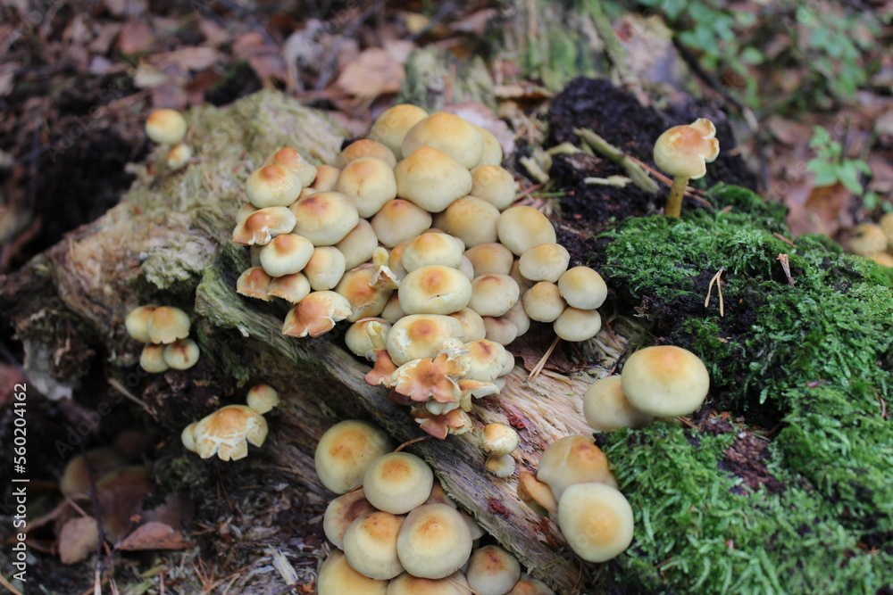Mushrooms in the forest. Mushrooms in the forest.