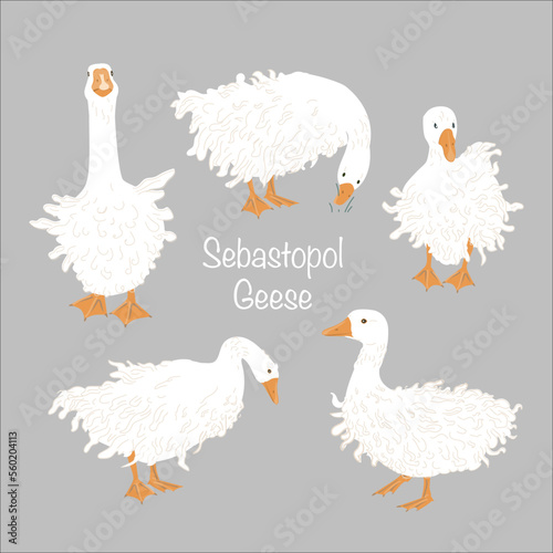 Cute Sebastopol goose set. Cartoon vector collection isolated on grey background.