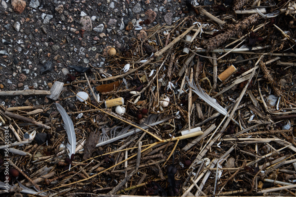 Cigarette buds and other trash laying between parts of crabs and feathers and seaweed Cigarette buds and other trash laying between parts of crabs and feathers and seaweed