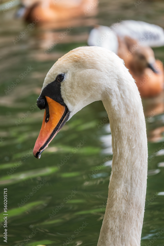 Fototapeta premium Portrait of a graceful white swan with long neck on dark water background.