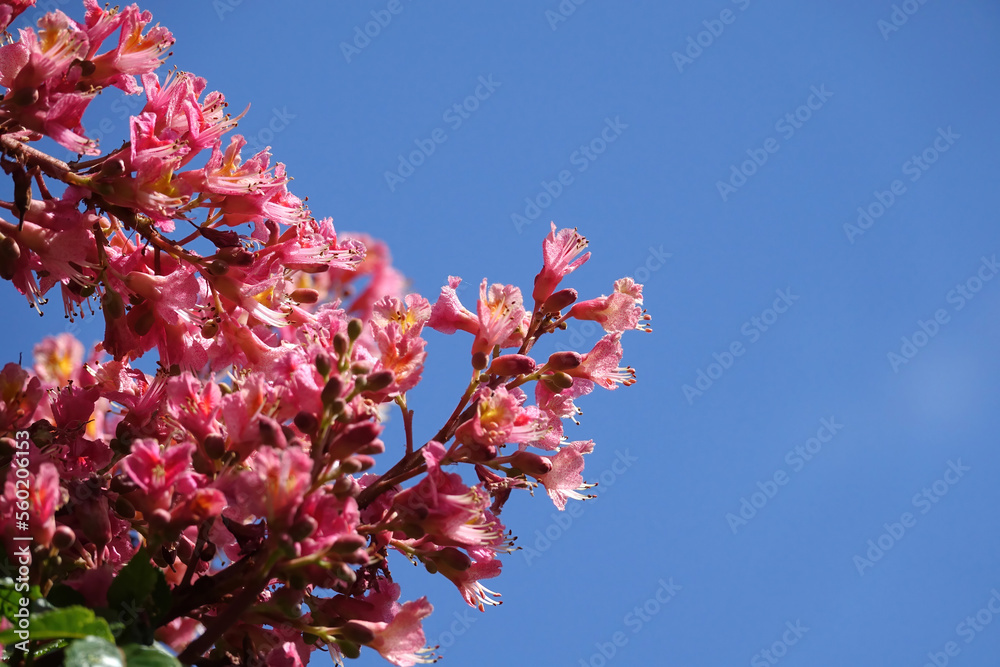 Beautiful pink azalea flowers against blue sky Beautiful pink azalea flowers against blue sky