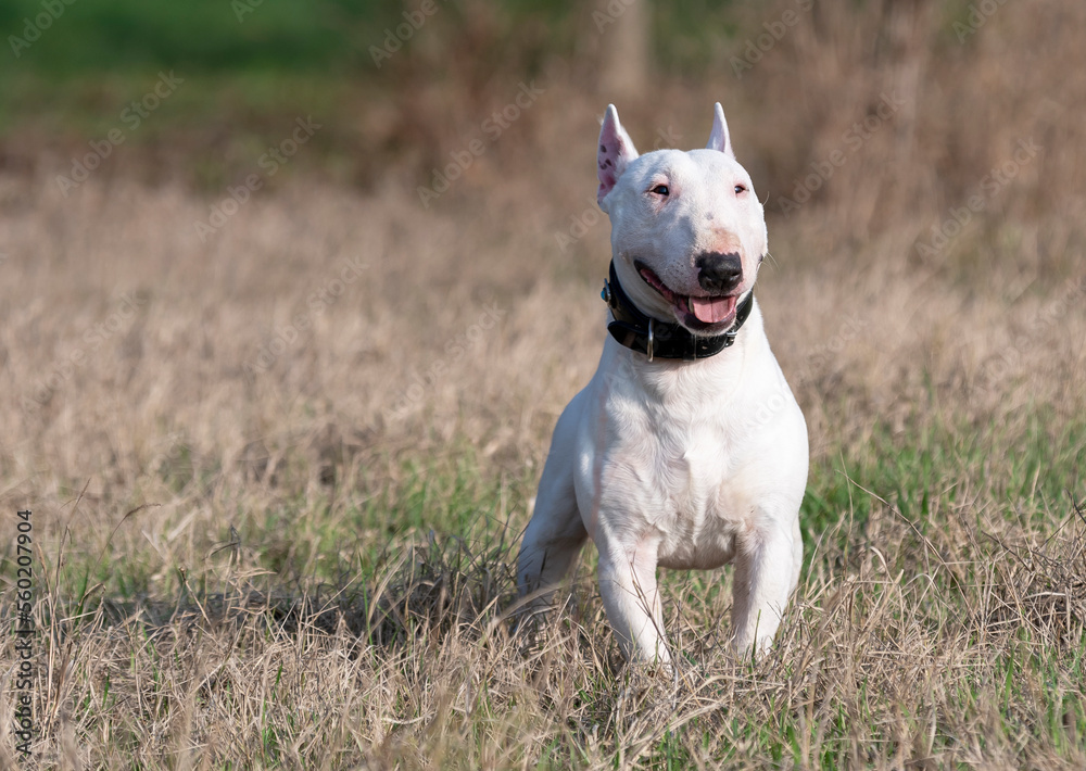 Miniature Bull Terrier runs happily in the Cremona countryside.