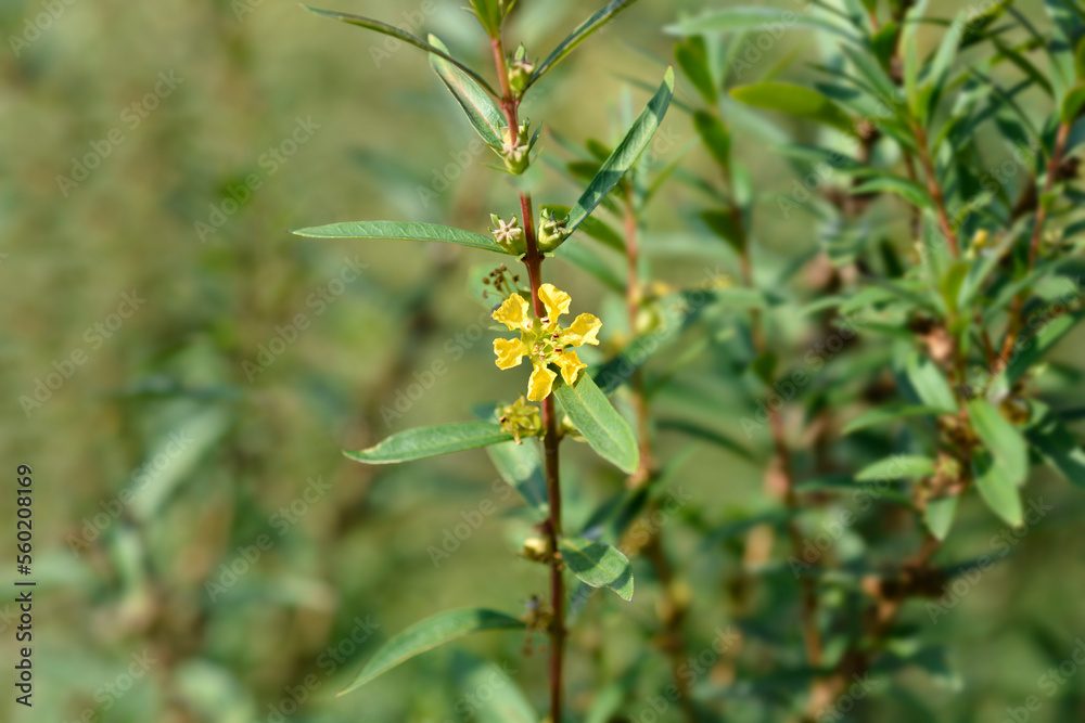 Fototapeta premium Shrubby yellowcrest flower