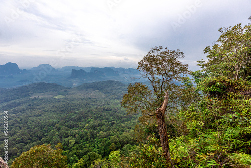 The view of the natural background of the mountain close-up  with blurred fog scattered in the rainy season or the humid climate  with beautiful green trees in the ecological system