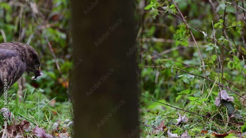 Common buzzard sitting on the ground in a forest meadow eating a dead wood pigeon, november, birds of prey, north rhine westphalia, (buteo buteo), germany Common buzzard sitting on the ground in a forest meadow eating a dead wood pigeon, november, birds of prey, north rhine westphalia, (buteo buteo), germany