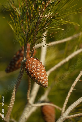 Details of pine trees in the coast line of Mediterranean Sea in costa Brava  Catalonia  Spain 
