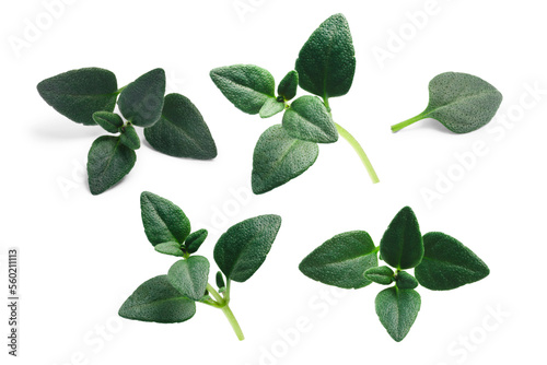 Breckland thyme (Thymus serpyllum) leaves, fresh isolated png photo