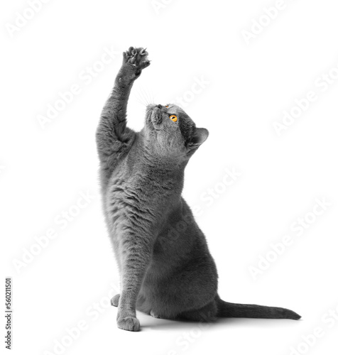 Fat British shorthair cat sitting in front of white background