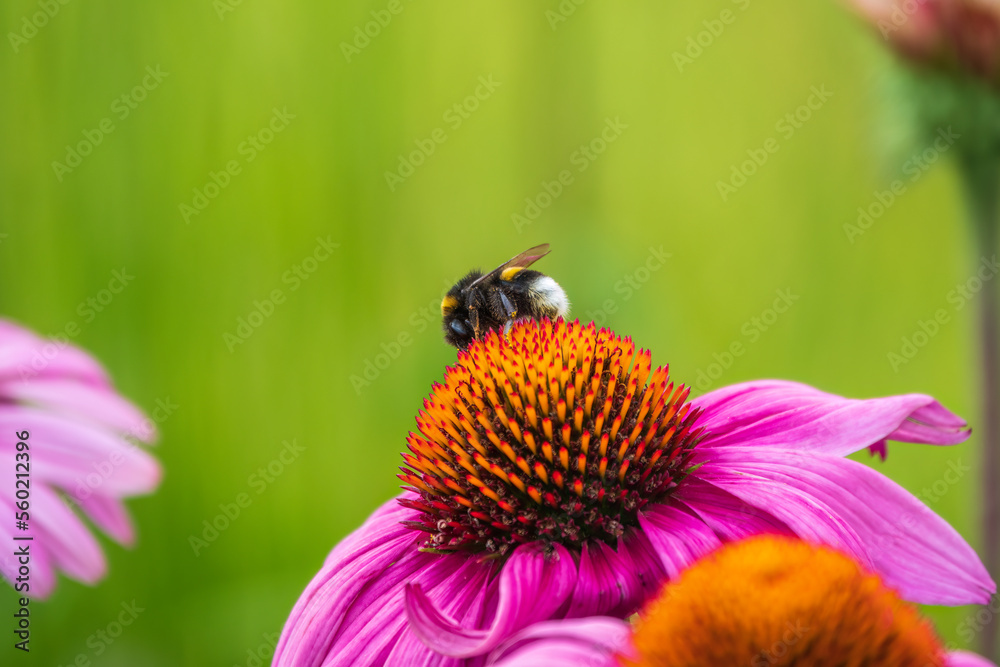 A closeup shot of a bee collecting pollen on a purple echinacea flower A closeup shot of a bee collecting pollen on a purple echinacea flower