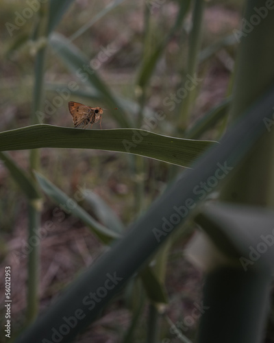 butterfly on a flower