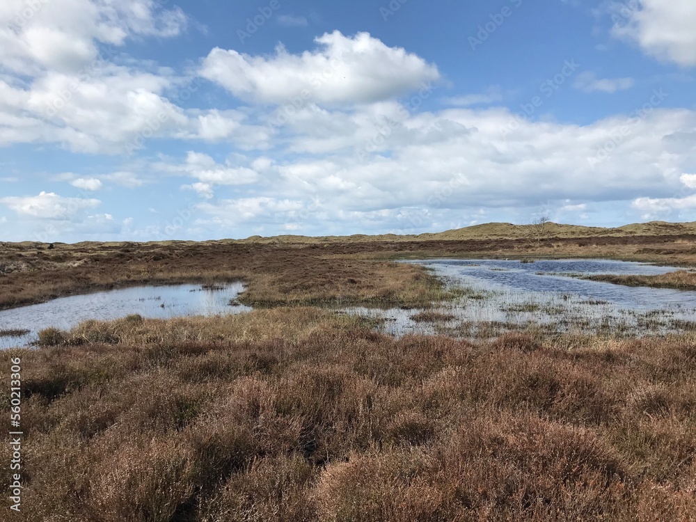 heather after rain