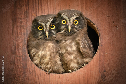 Konstfotografi Two Boreal owl chicks owlets in the hole of the wooden owl nest box landscape