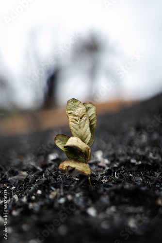 leaf on the ashes photo