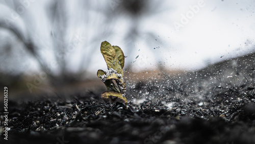 leaf on the ashes photo