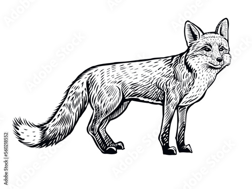 Fox vector hand drawn illustration. Side view of standing animal, black and white sketch isolated on white background.