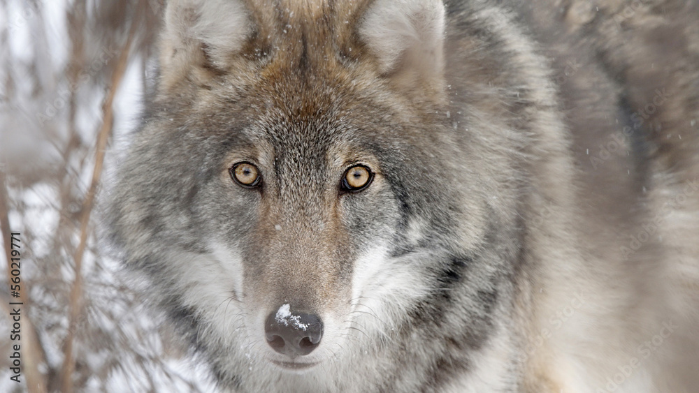 Gray wolf animal close-up of face in winter 