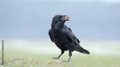 Common raven balck bird with food in a beak, Corvus corax