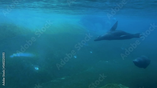 Wallpaper Mural Sea Lions and Seals Swimming In The Water Torontodigital.ca