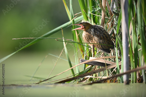 Little bittern young juvenile open beak in green reeds above the water surface