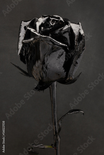 Black gothic rose on a black background. Black flower. Black on black.