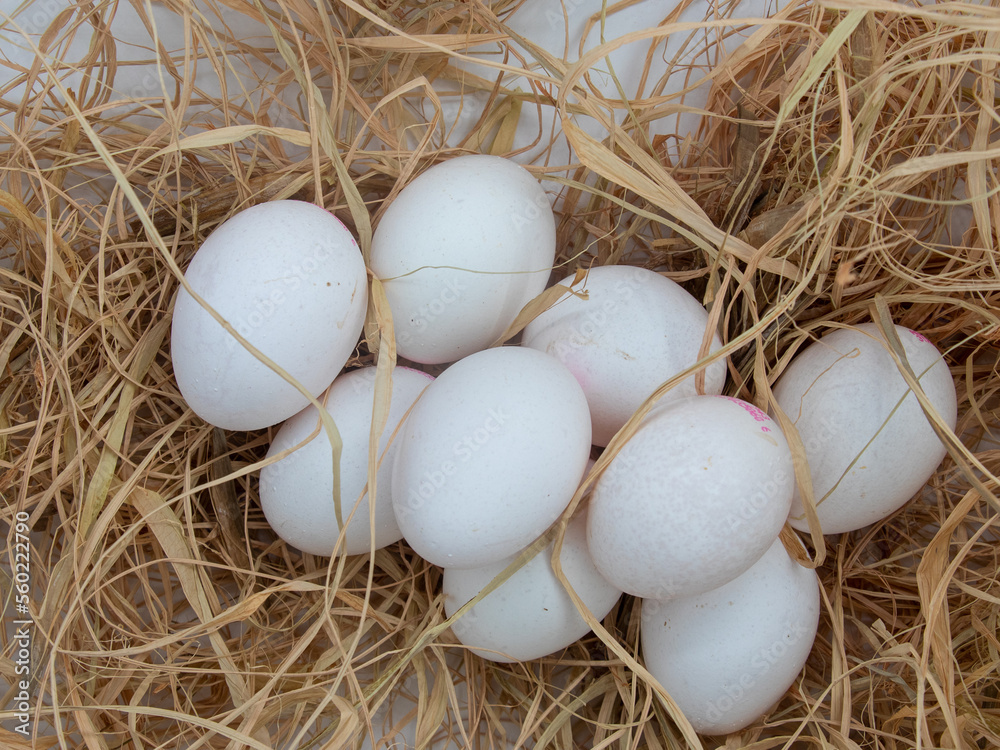 white eggs in nest 