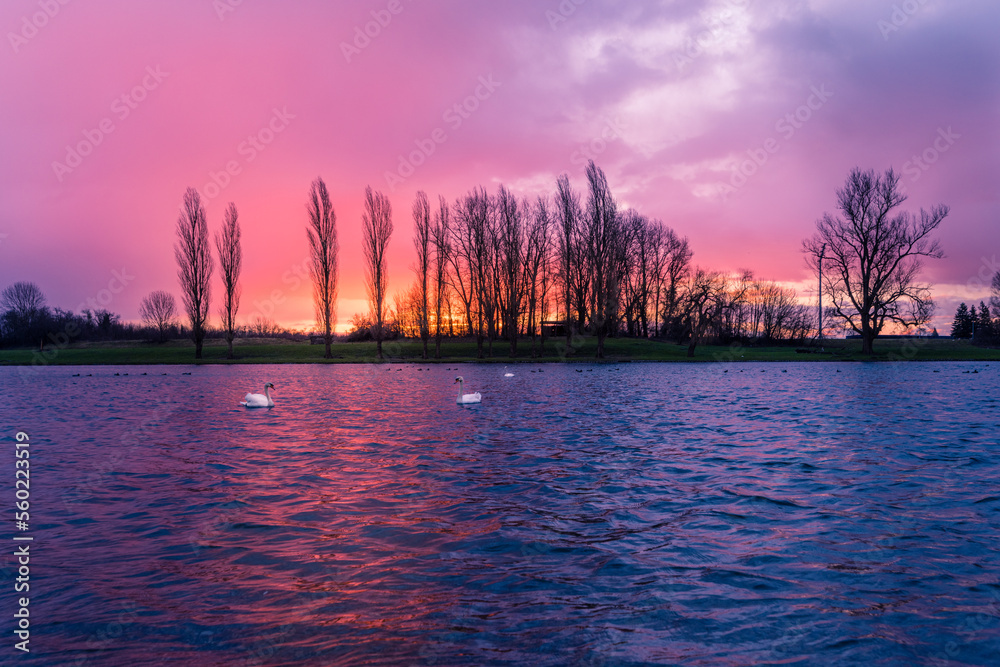 Obraz premium Swan swimming in the cold winter water at the river washed with colorful morning sunrise, Croatia, Europe