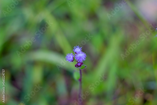 Plant with morning dew of purple color