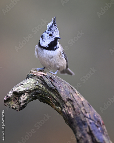 Crested tit perched on old dry branch