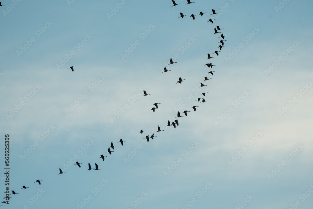common cranes or Eurasian crane (Grus grus) flying in formation during the migration season. Italy