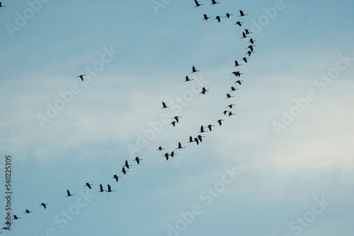 common cranes or Eurasian crane (Grus grus) flying in formation during the migration season. Italy photo