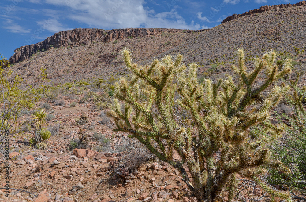 Buckhorn cholla cactus (cylindropuntia acanthocarpa) on historic Route 66 between Oatman and Kingman (Mohave county, Arizona)