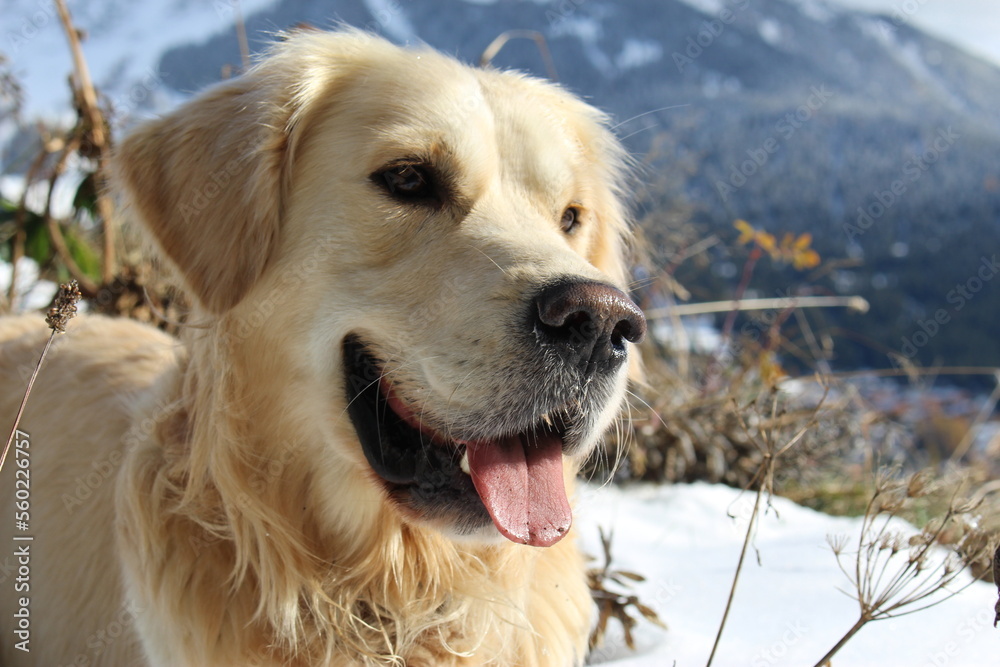 Smiling golden retriever portrait in Swiss alps. Happiness in nature concept