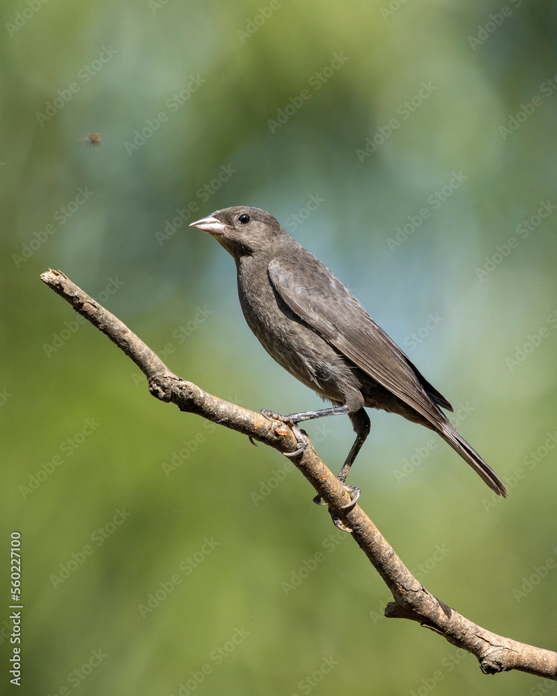 A female of Shiny Cowbird also Know as Chupim or Mirlo. All the beauty and the presence of the most typical black bird in Brazil. Species Molothrus bonariensis. Birdwatcher. Birding A female of Shiny Cowbird also Know as Chupim or Mirlo. All the beauty and the presence of the most typical black bird in Brazil. Species Molothrus bonariensis. Birdwatcher. Birding