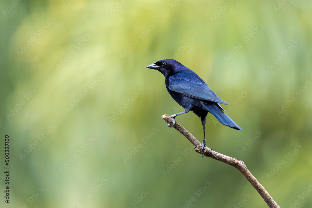 Obraz premium The Shiny Cowbird also Know as Chupim or Mirlo. All the beauty and the presence of the most typical black bird in Brazil. Species Molothrus bonariensis. Birdwatcher. Birding