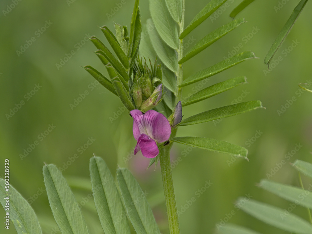 Bright pink garden vetch flower, selective focus on a green bokeh background - Vicia sativa Bright pink garden vetch flower, selective focus on a green bokeh background - Vicia sativa